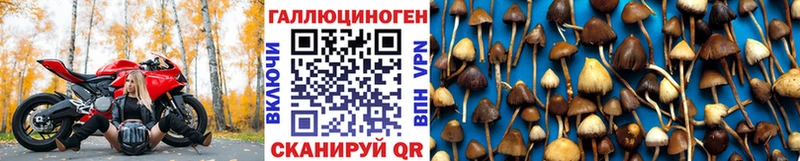 закладка  Шагонар  Псилоцибиновые грибы Magic Shrooms 