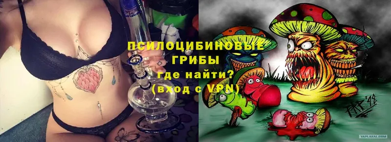 где купить наркоту  Шагонар  Псилоцибиновые грибы Cubensis 